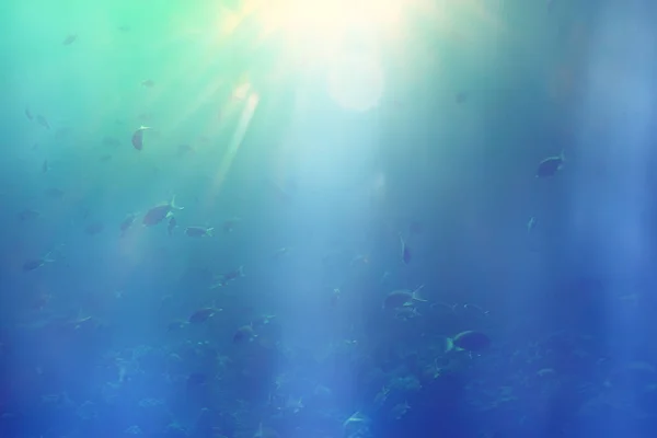 Sun Rays Scuba Reef Blue Sea Abstract Background Sunny Day — Stock Photo, Image