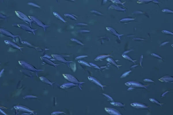 Altında Denizde Küçük Balık Çok Balık Kolonisi Balıkçılık Okyanus Yaban — Stok fotoğraf