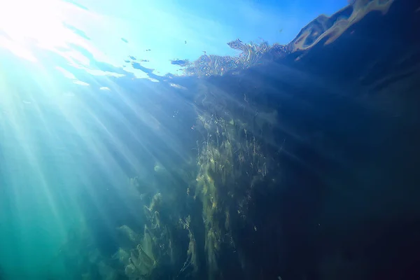 Sonnenstrahlen Fluss Unterwasserlandschaft Abstrakte Unterwasserlandschaft Pflanzen Frisches Ökosystem — Stockfoto
