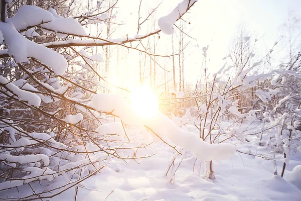 Zonsondergang Winter Bos Februari Zonsondergang Het Park Sneeuw Bos Zon — Stockfoto