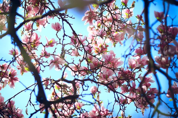 マグノリアブロッサムスプリングガーデン 美しい花 春の背景ピンクの花 — ストック写真