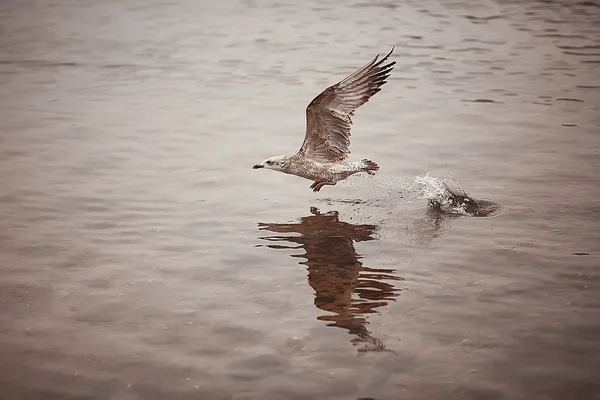 Oiseaux Hivernants Troupeau Oiseaux Lac Hiver Oiseaux Sauvages Sur Lac — Photo