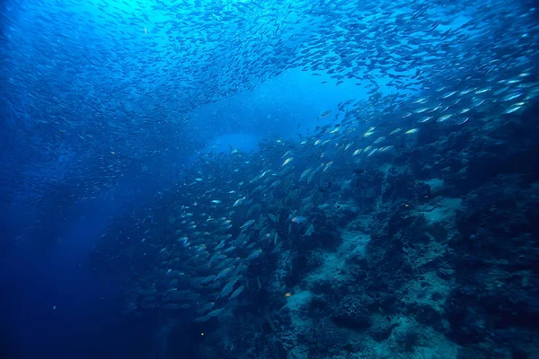 Scad Jamb Water Sea Ecosystem Large School Fish Blue Background — Stock Photo, Image