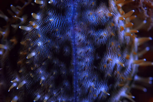 Koraal Rif Onderwater Zee Koraal Lagune Oceaan Ecosysteem — Stockfoto