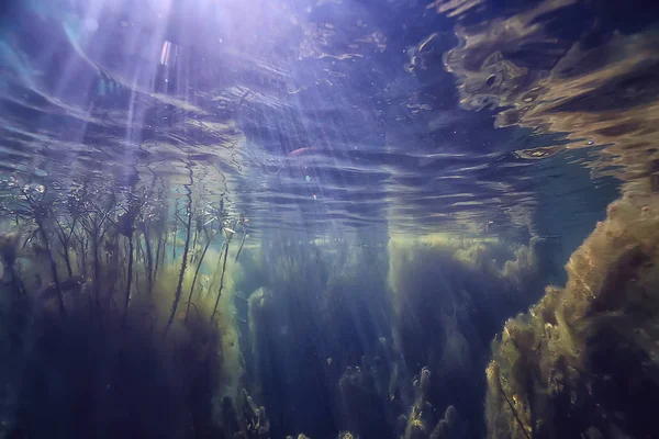 Paisaje Verde Submarino Naturaleza Ecología Submarina Lago Buceo Salvaje — Foto de Stock