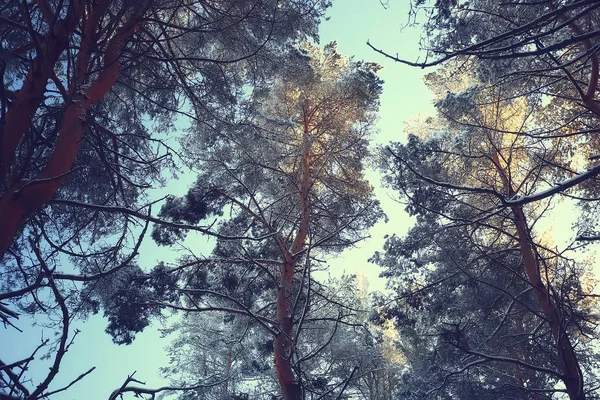 Astratto Sfondo Paesaggio Inverno Foresta Gelo Coperto Rami Albero Nevoso — Foto Stock