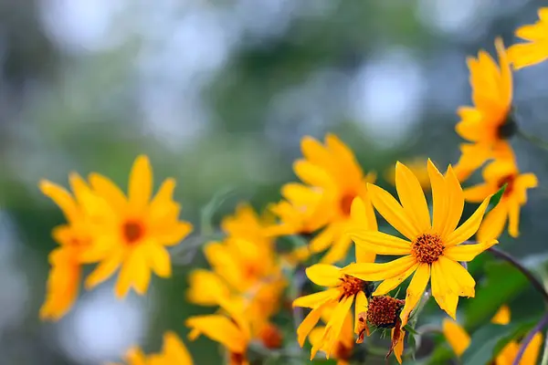 美しい夏の背景の花 — ストック写真