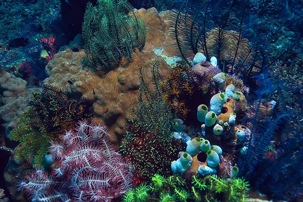 Coral Reef Makro Tekstura Abstrakcyjny Ekosystem Morski Tło Rafie Koralowej — Zdjęcie stockowe