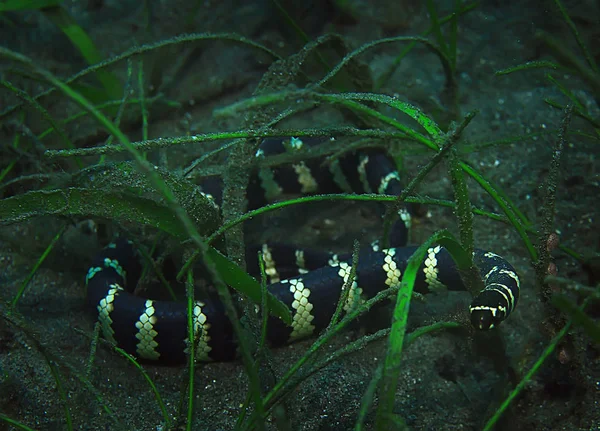 Морская Змея Водой Рептилия Подводная Сцена Опасный Asp — стоковое фото
