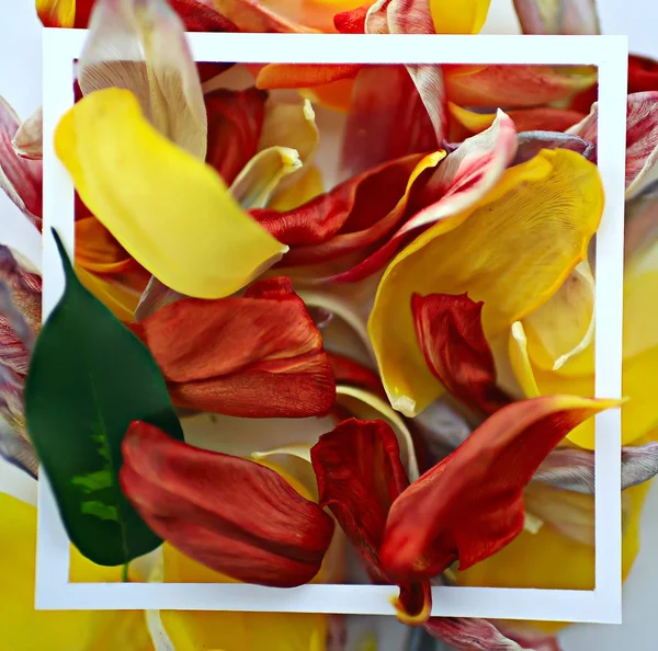 Πολύχρωμα Πέταλα Πλαίσιο Φόντο Αφηρημένο Φόντο Άνοιξη Λουλούδι Πεδίο — Φωτογραφία Αρχείου
