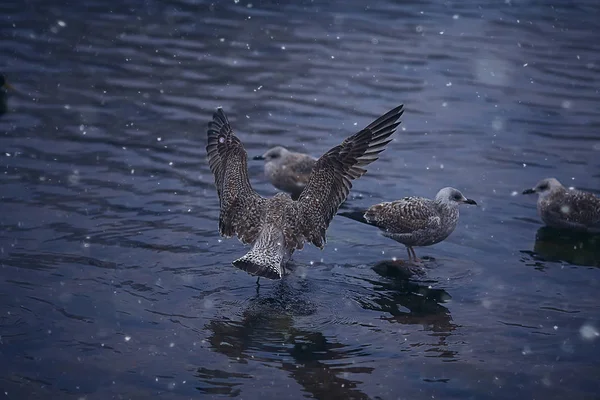 Oiseaux Hivernants Troupeau Oiseaux Lac Hiver Oiseaux Sauvages Sur Lac — Photo