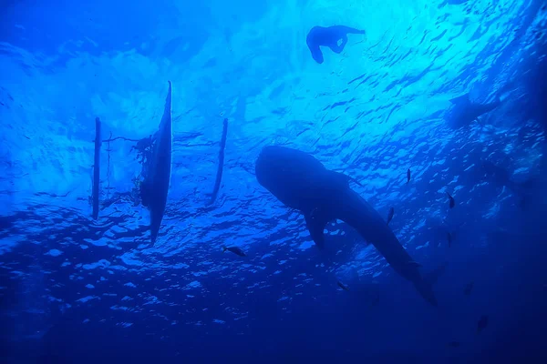 Mundo Submarino Mar Azul Desierto Océano Mundial Increíble Bajo Agua — Foto de Stock