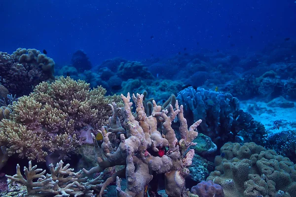 水中スポンジマリンライフ サンゴ礁水中シーン抽象スポンジと海の風景 — ストック写真