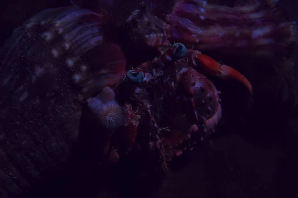 Krabbe Unter Wasser Foto Kleine Krabbe Unterwasserszene — Stockfoto