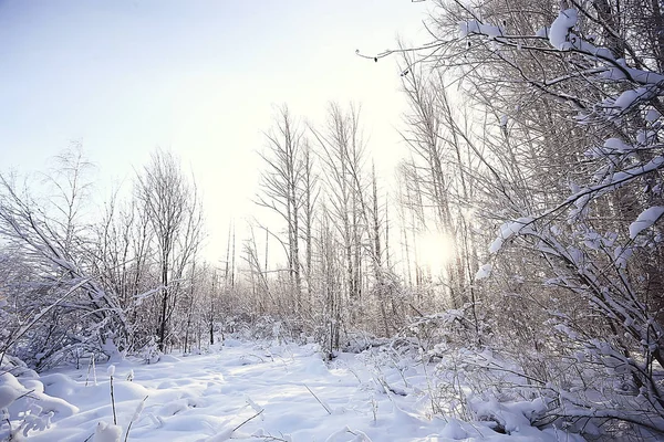 森の中の冬の風景 月の雪の天気 雪の森の美しい風景 北への旅 — ストック写真