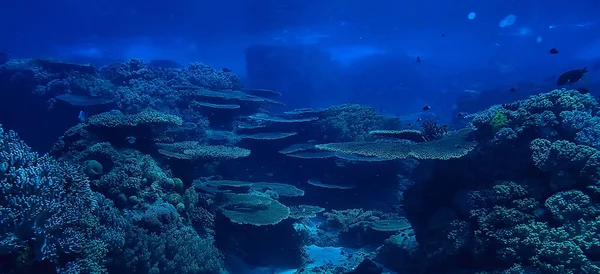 Récif Corallien Lagon Corallien Sous Marin Marin Écosystème Océanique — Photo