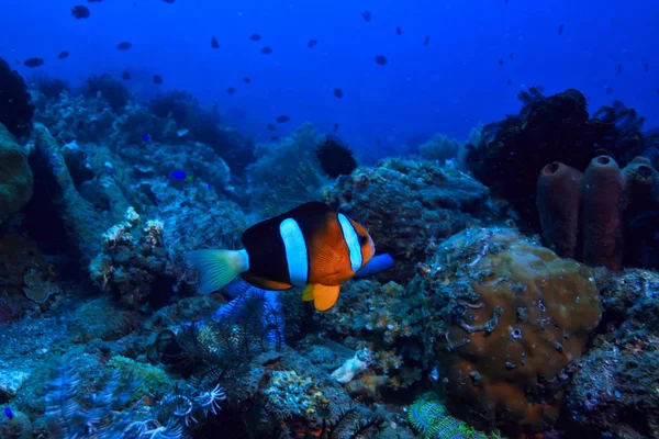 Recife Coral Subaquático Lagoa Com Corais Paisagem Subaquática Viagem Mergulho — Fotografia de Stock