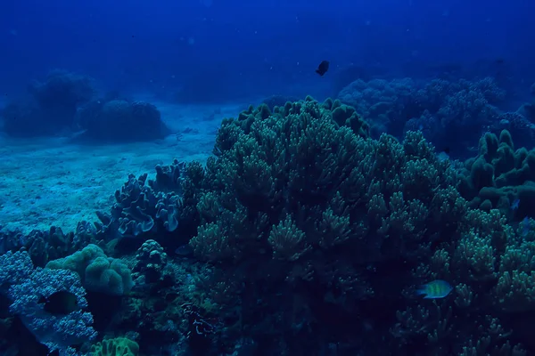 水中シーン サンゴ礁 世界の海洋野生動物の風景 — ストック写真