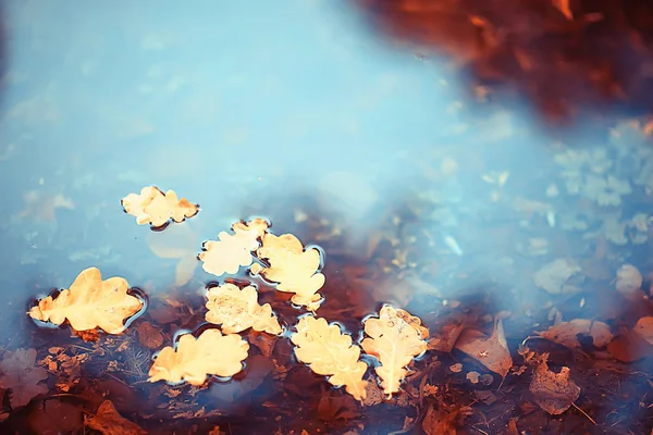 Herbst Nasse Blätter Hintergrund Herbst Hintergrund Gelbe Blätter Fallen Von — Stockfoto