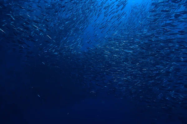 Συγχαρητήρια Jamb Κάτω Από Θαλάσσιο Οικοσύστημα Μεγάλη Σχολή Ψαριών Μπλε — Φωτογραφία Αρχείου