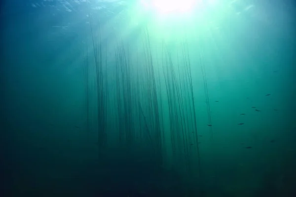 Lago Fondo Agua Submarino Abstracto Agua Dulce Buceo Fondo Naturaleza — Foto de Stock