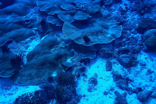 Korálový Útes Pod Vodou Mořská Laguna Oceánský Ekosystém — Stock fotografie