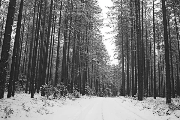 Parque Invierno Paisaje Urbano Invierno Clima Paisaje Nieve Ciudad Árboles — Foto de Stock