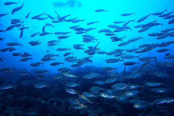 海生态系统下的稻草人 蓝色背景上的大型鱼群 抽象的鱼活着 — 图库照片