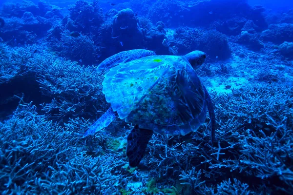 Морська Черепаха Під Водою Екзотична Природа Морські Тварини Підводні Черепахи — стокове фото