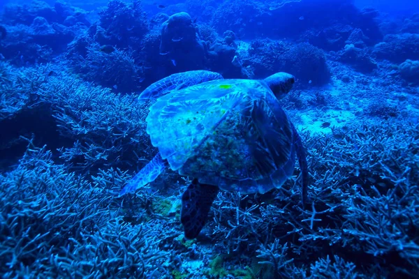 sea turtle underwater / exotic nature sea animal underwater turtle