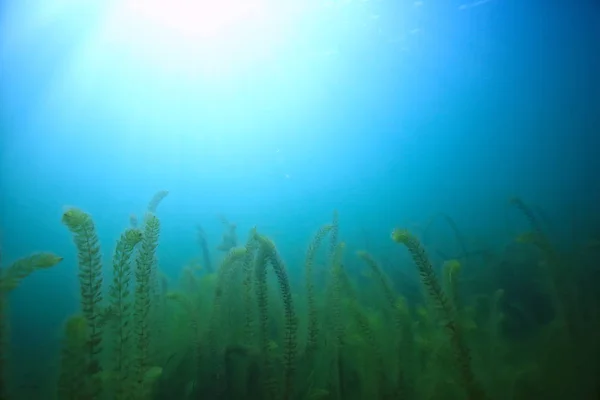 Underwater Green Landscape Nature Underwater Eco Ecology Lake Wild Diving — Stock Photo, Image