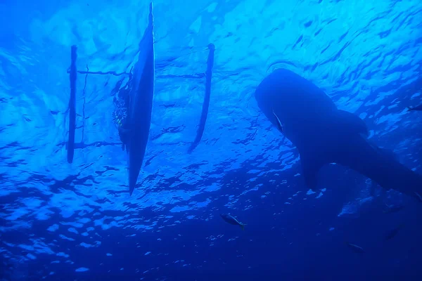 Snorkeling Squalo Balena Filippine Immersioni Con Squali Scena Subacquea — Foto Stock