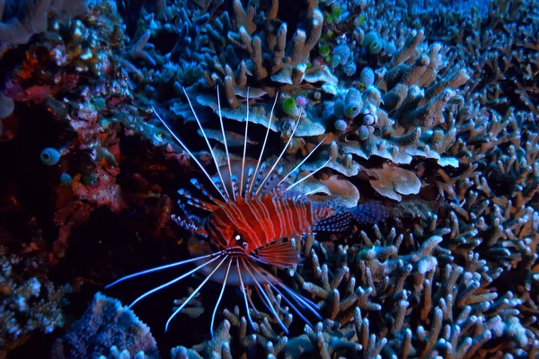 Recife Coral Subaquático Lagoa Com Corais Paisagem Subaquática Viagem Mergulho — Fotografia de Stock