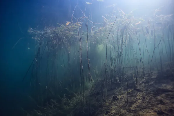 Sole Raggi Fiume Paesaggio Subacqueo Astratto Paesaggio Subacqueo Piante Ecosistema — Foto Stock