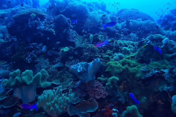 Кораловий Риф Під Водою Морська Коралова Лагуна Океанічна Екосистема — стокове фото