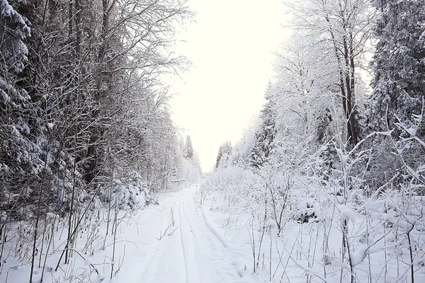 Paysage Hivernal Dans Forêt Temps Neigeux Janvier Beau Paysage Dans — Photo