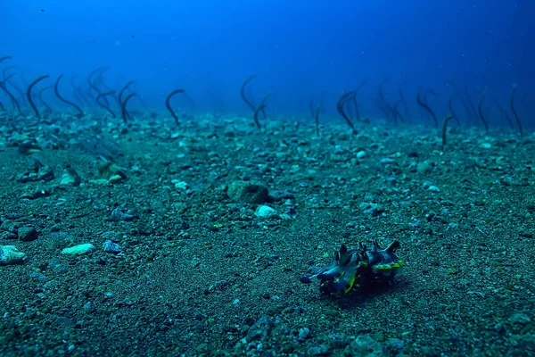 Каракатиці Підводні Підводний Світ Морського Життя Дикої Тварин Дайвінг Тихому — стокове фото