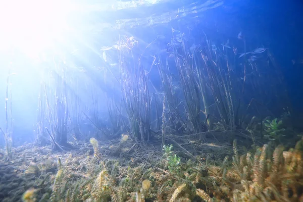 Bitkiler Ekosistem Manzara Nehir Sualtı Taze Güneş Işınları — Stok fotoğraf