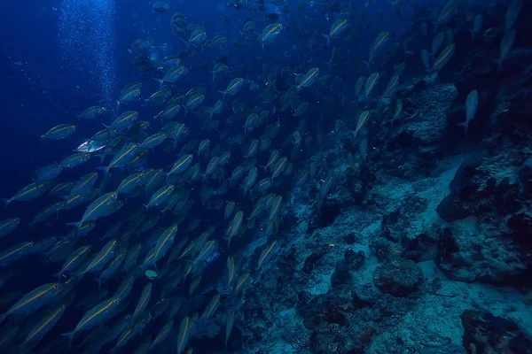 Scad Pamb Unter Wasser Meer Ökosystem Große Fischschwärme Auf Blauem — Stockfoto