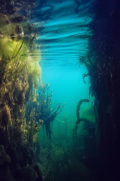 マングローブ水中風景背景 抽象的な茂みと木々の水 透明水自然環境 — ストック写真