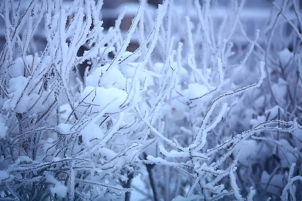 森の中の冬の風景 月の雪の天気 雪の森の美しい風景 北への旅 — ストック写真