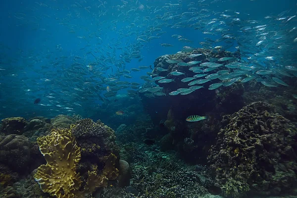 Coral Reef Underwater Lagoon Corals Underwater Landscape Snorkeling Trip — Stock Photo, Image