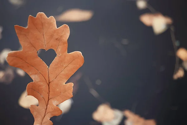 Herbst Herz Auf Eiche Gelbes Blatt Herz Symbol Herbstdekoration Konzept — Stockfoto