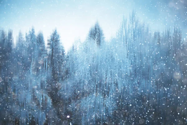 森林雪模糊的背景或冬天风景雪覆盖的森林 树木和分支在冬天天气 — 图库照片