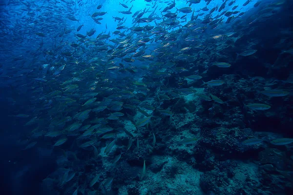 Scad Jamb Water Sea Ecosystem Large School Fish Blue Background — Stock Photo, Image