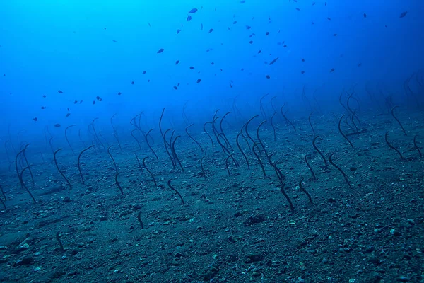 sea eels underwater / garden eels, sea snakes, wild animals in the ocean
