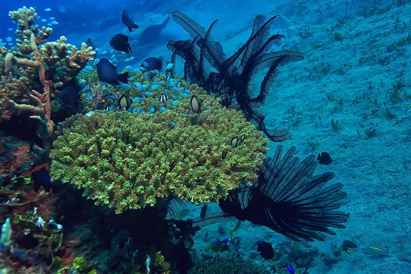 Gąbka Koral Morze Podwodne Pejzaż Rafa Podwodne Scena Streszczenie Sztuka — Zdjęcie stockowe