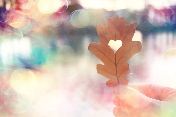 Jesień Serce Dąb Żółty Liść Serce Symbol Jesienią Dekoracji Koncepcja — Zdjęcie stockowe