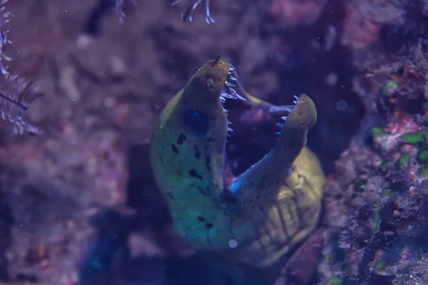 Enguia Moray Sob Água Belo Mar Vista Subaquática — Fotografia de Stock