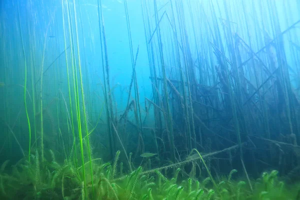 太陽光線川水中風景 抽象的な水中景観植物新鮮な生態系 — ストック写真